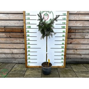 Smrek srbský (Picea omorika) ´PENDULA´ - výška: 100-130 cm, kont. C7.5L